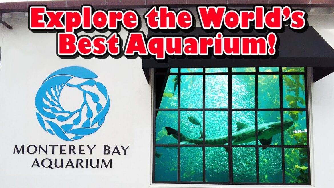 California Aquarium Tour | Monterey Bay Aquarium | World Famous Family Friendly Activity California Aquarium Tour | Monterey Bay Aquarium | World Famous Family Friendly Activity