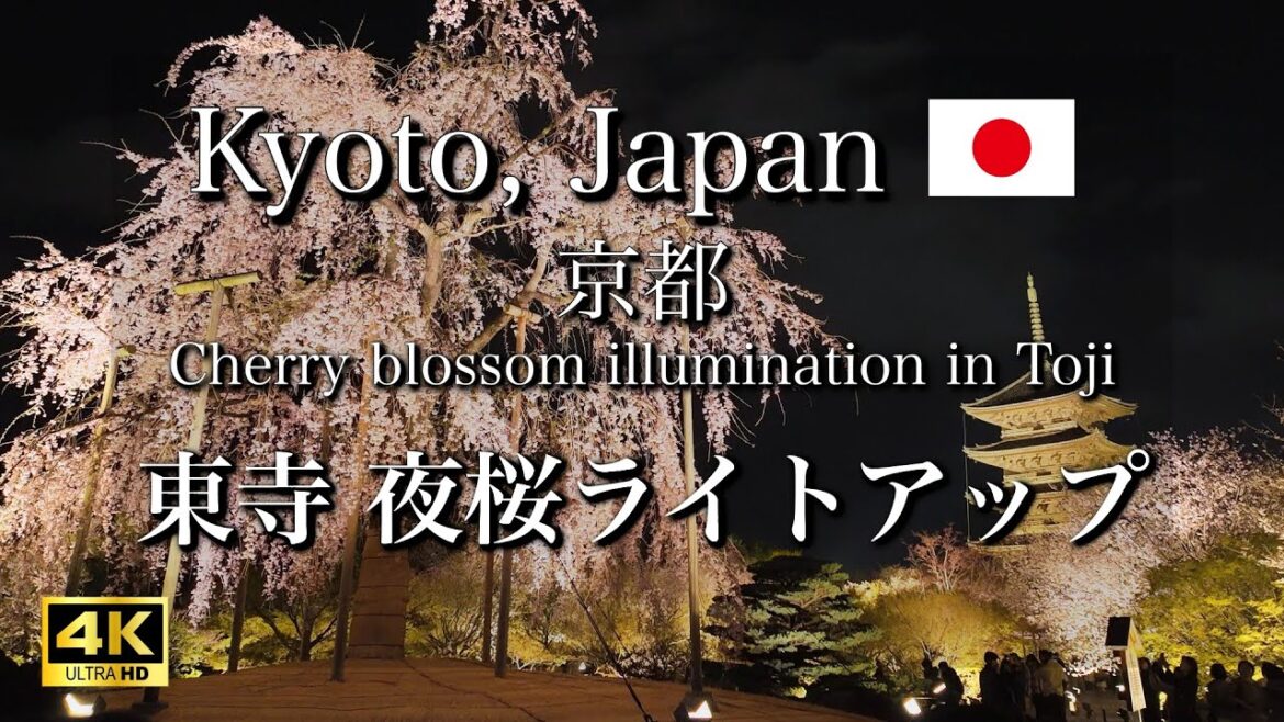 April 4, 2024 🌸 Cherry Blossom illumination at Toji temple in Kyoto, Japan 【4K】 April 4, 2024 🌸 Cherry Blossom illumination at Toji temple in Kyoto, Japan 【4K】