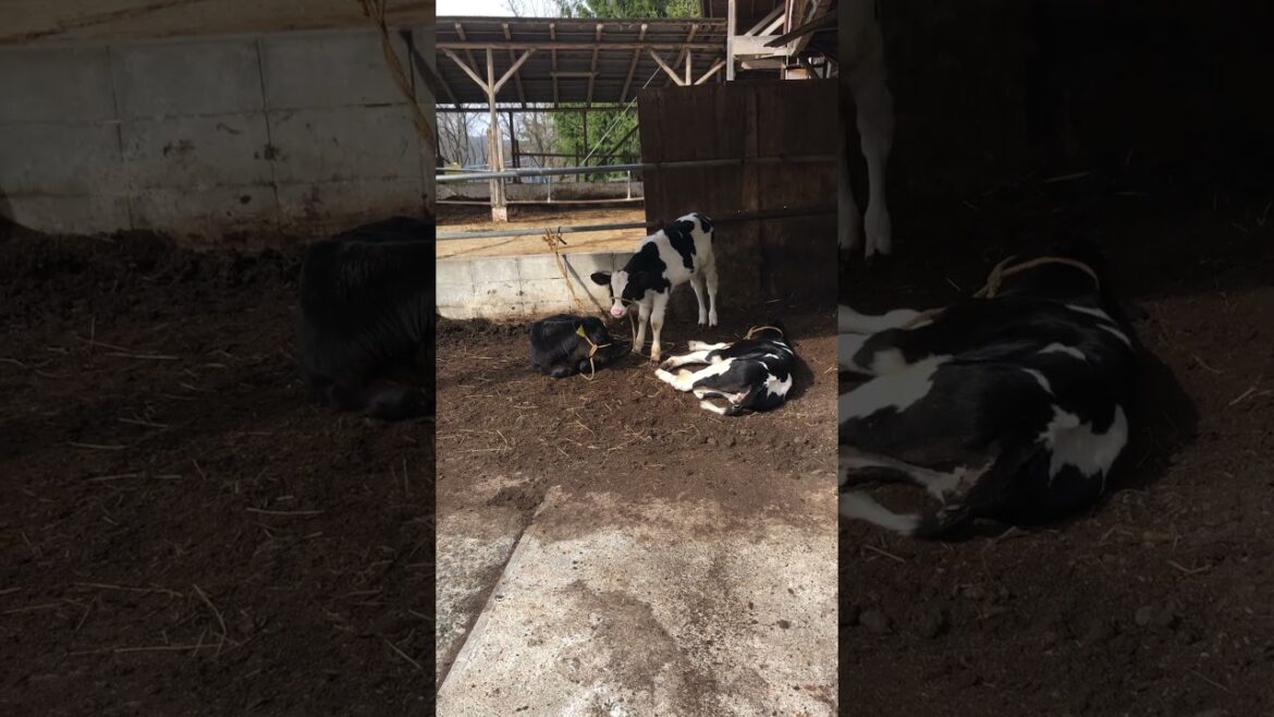 【KOBE】Must-See Tourist Attractions- Cute Calf at Yuge Farm