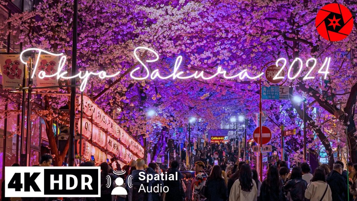 2024 Tokyo Cherry Blossoms, Shibuya & "Secret" Sakura Spot // 4K HDR
