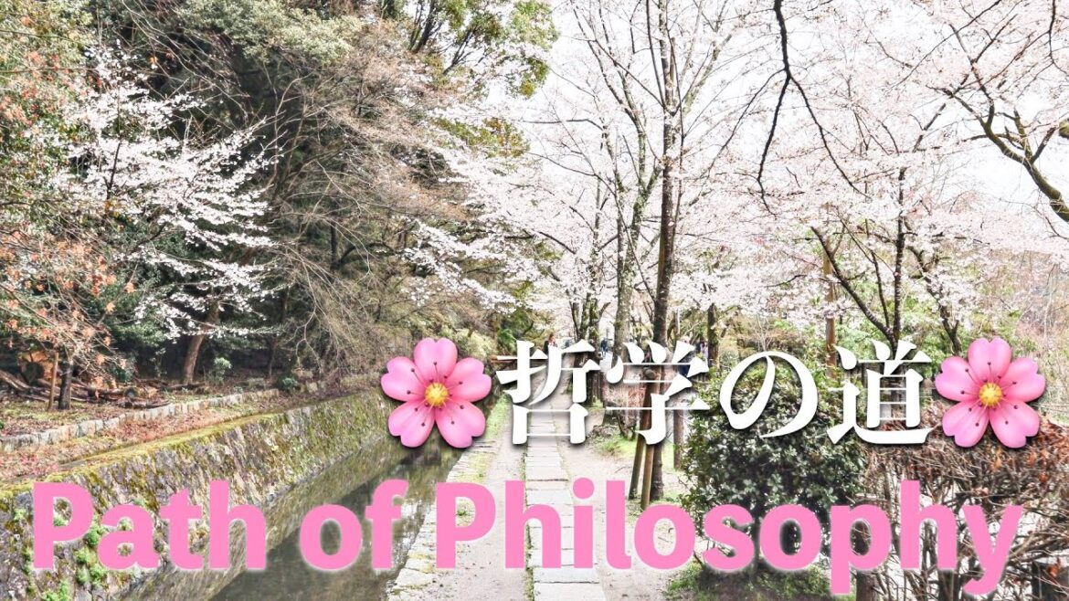 |PATH OF PHILOSOPHY| Journey through Kyoto’s famous Cherry Blossom road🌸 Full Bloom 4th Apr 2024 |PATH OF PHILOSOPHY| Journey through Kyoto's famous Cherry Blossom road🌸 Full Bloom 4th Apr 2024