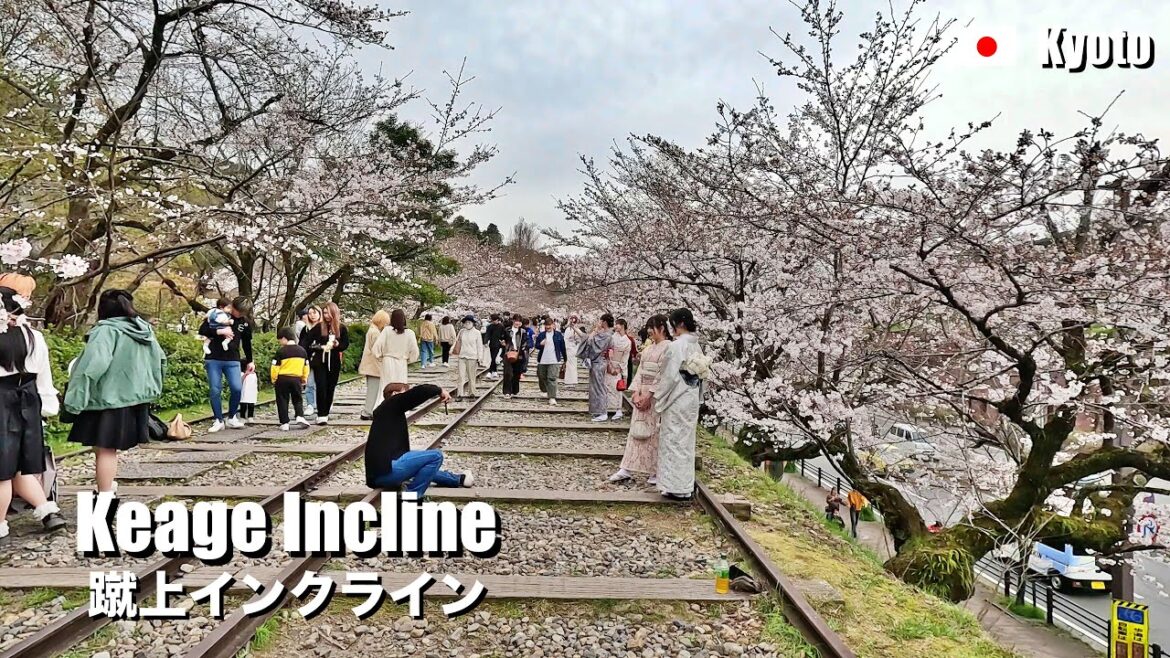 2024 Cherry blossoms at Keage Incline, Kyoto, Japan | 4K Walking
