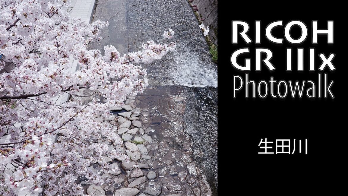 RICOH GR IIIx POV Photowalk – IKUTAGAWA CHERRY BOSSOMS (Color Slide)・JAPAN RICOH GR IIIx POV Photowalk - IKUTAGAWA CHERRY BOSSOMS (Color Slide)・JAPAN