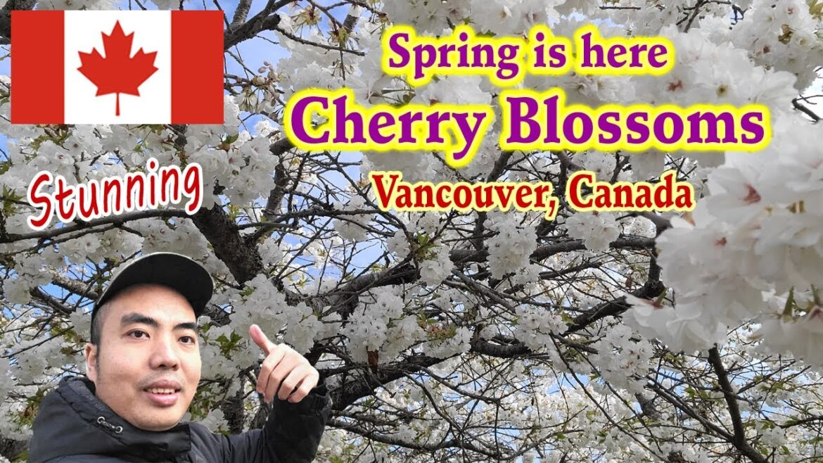 CHERRY BLOSSOMS | UBC | VANCOUVER, CANADA | SPRING 2024 | BUNGA SAKURA | MUSIM SEMI