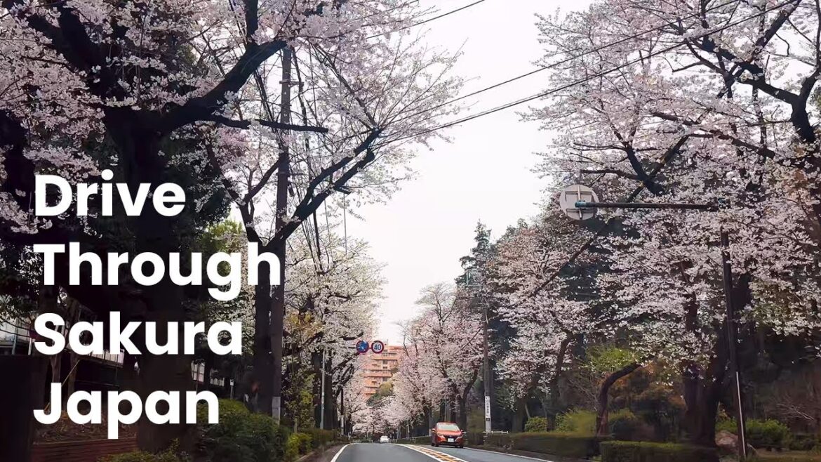 Drive through Sakura (Cherry Blossom) in Yokohama, Japan
