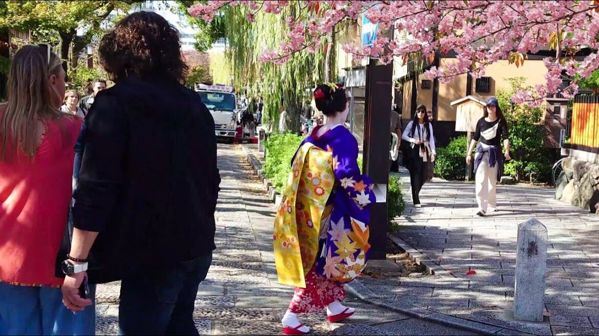 Geisha Walk in Gion Shirakawa of Kyoto | Sakura | 春の京都、祇園白川・巽橋の桜と外国人観光客と舞妓さん、海外の反応 Geisha Walk in Gion Shirakawa of Kyoto | Sakura | 春の京都、祇園白川・巽橋の桜と外国人観光客と舞妓さん、海外の反応