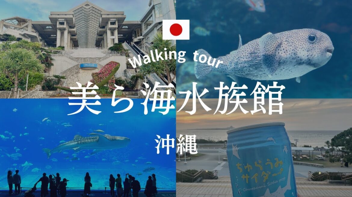 Vlog 沖縄 美ら海水族館｜人気の観光スポット｜ジンベイザメ｜【散歩・観光】Okinawa Churaumi Aquarium, Japan walking tour