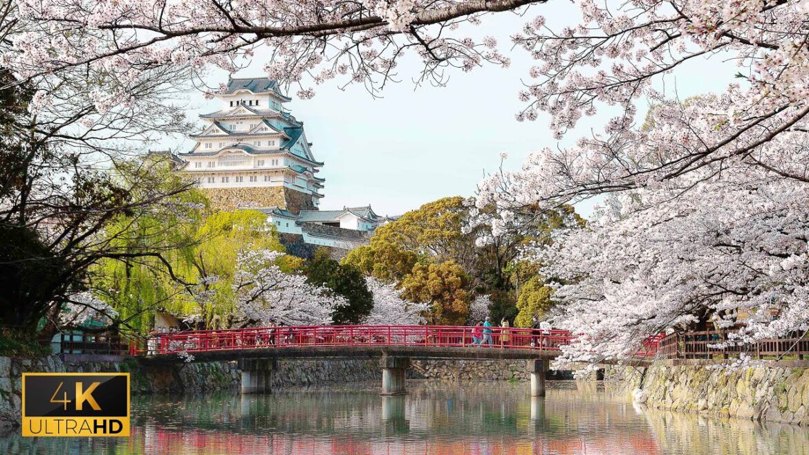 Cherry Blossom Dreams: Himeji Castle's Radiant Spring! CC available #himeji #cherryblossoms #Japan