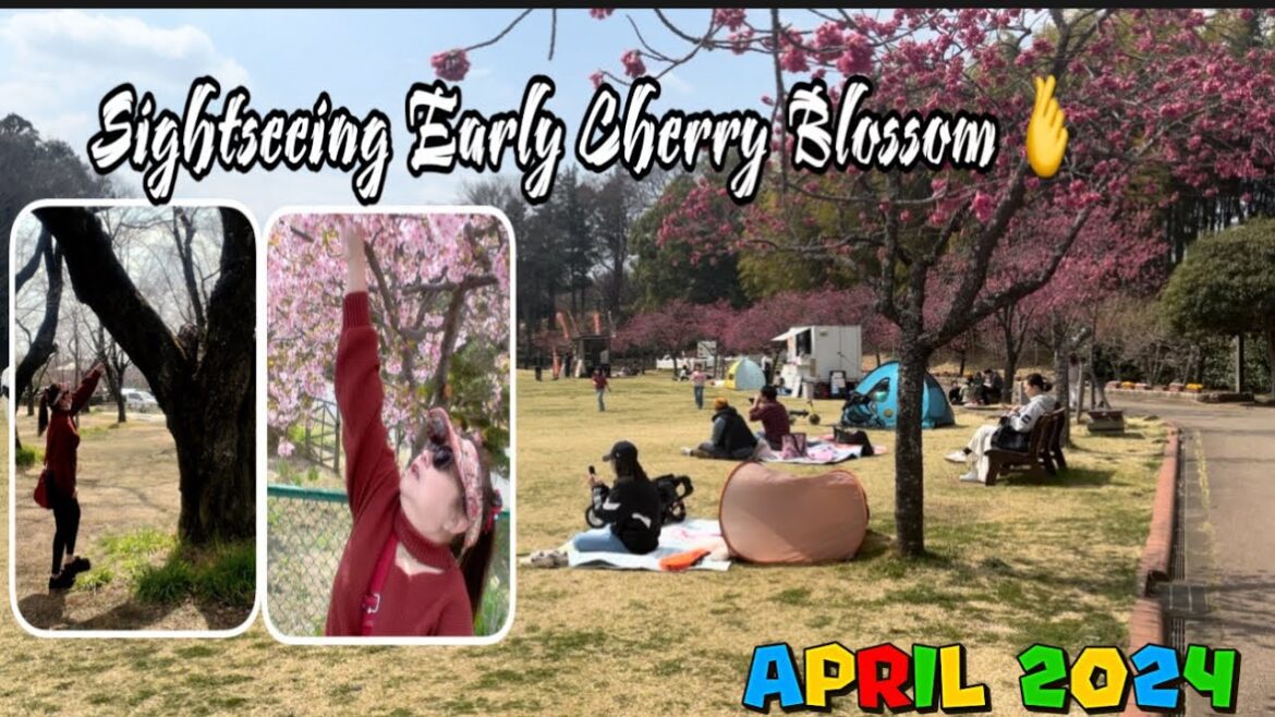 Sightseeing Cherry Blossom (Akebonoyama Park , Chiba) Sightseeing Cherry Blossom (Akebonoyama Park , Chiba)