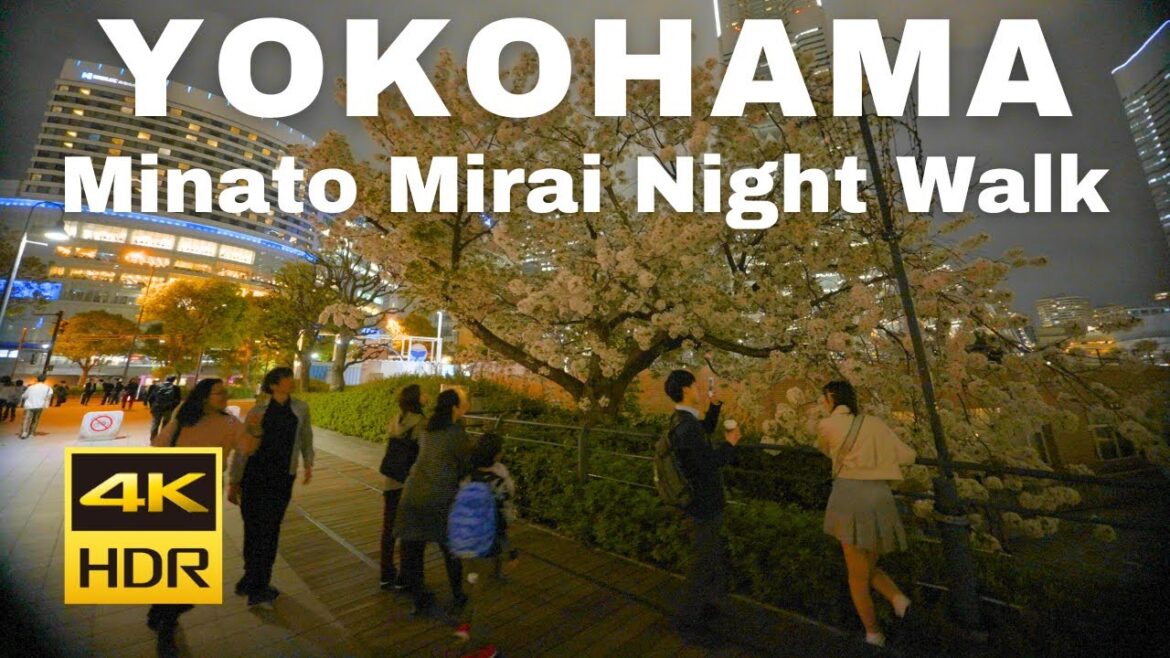 【4K HDR🇯🇵】Cherry blossoms in full bloom at night! Night Stroll in Minato Mirai Cherry Blossom Spots 【4K HDR🇯🇵】Cherry blossoms in full bloom at night! Night Stroll in Minato Mirai Cherry Blossom Spots