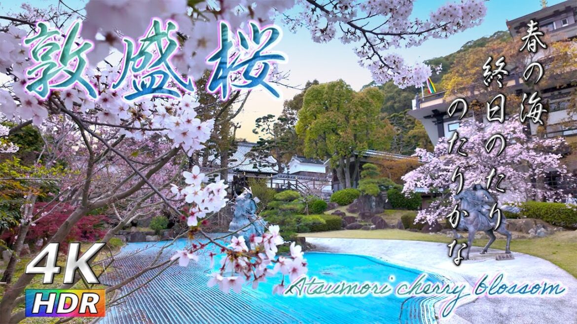 【4K HDR 】儚き敦盛桜 – Japan Atsumori cherry blossoms – お花見 桜 2024 【4K HDR 】儚き敦盛桜 - Japan Atsumori cherry blossoms - お花見 桜 2024