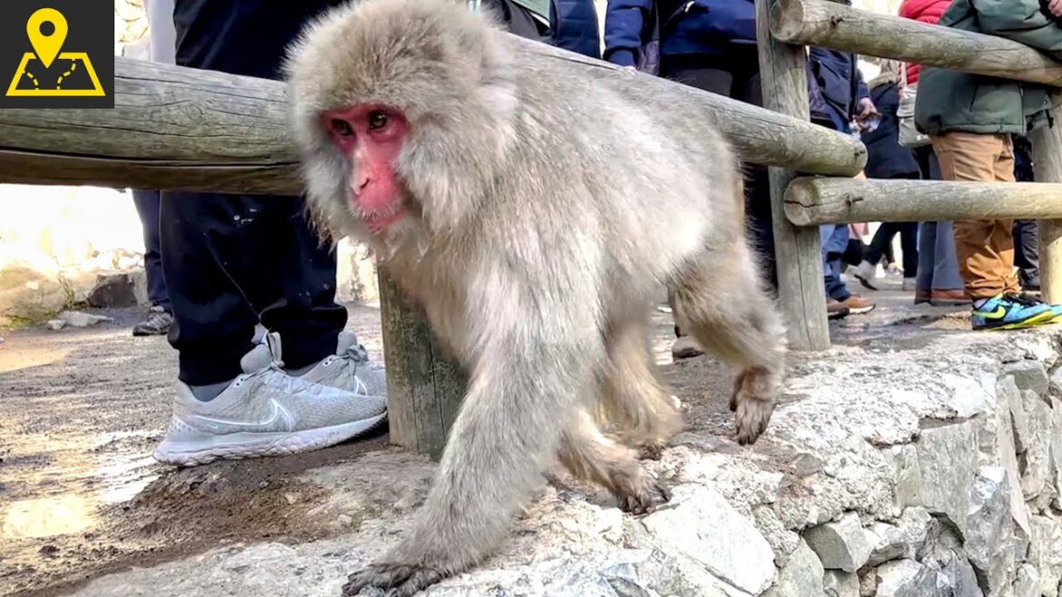 Snow Monkey in Spring 🐒 Zenkoji Temple & Snow Monkey Park Snow Monkey in Spring 🐒 Zenkoji Temple & Snow Monkey Park
