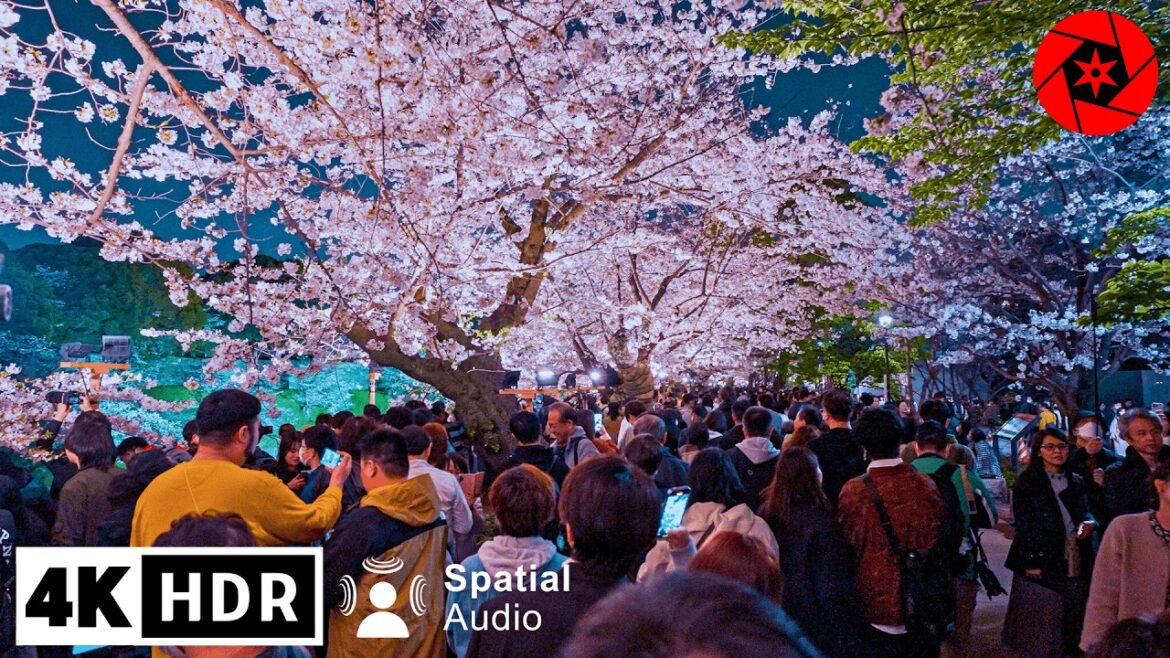 Crazy Crowds at Tokyo’s Top 5 Cherry Blossom Spots – 4K HDR – 2 Hours Crazy Crowds at Tokyo’s Top 5 Cherry Blossom Spots - 4K HDR - 2 Hours