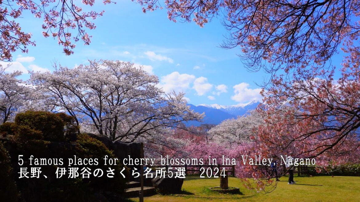 The 5 famous places for cherry blossoms in Ina Valley, Nagano. Takato was still amazing! The 5 famous places for cherry blossoms in Ina Valley, Nagano. Takato was still amazing!