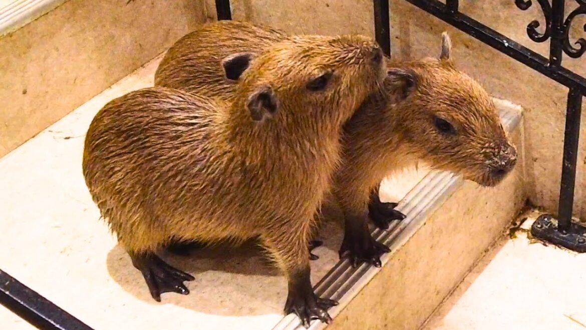 Cutest Capybara Baby Moments 😍 Anitouch Nagoya Cutest Capybara Baby Moments 😍 Anitouch Nagoya