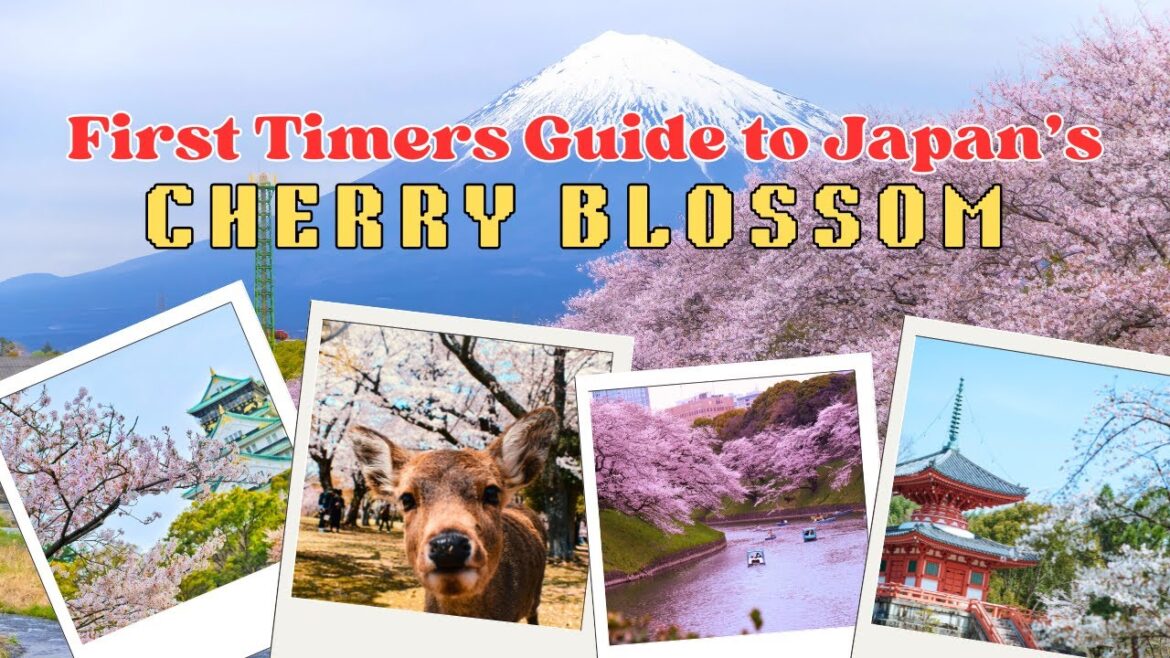 Top 10 Cherry Blossom Spots in JAPAN | First Time Visitors | Tokyo, Kyoto, Osaka, Nara, Mt Fuji