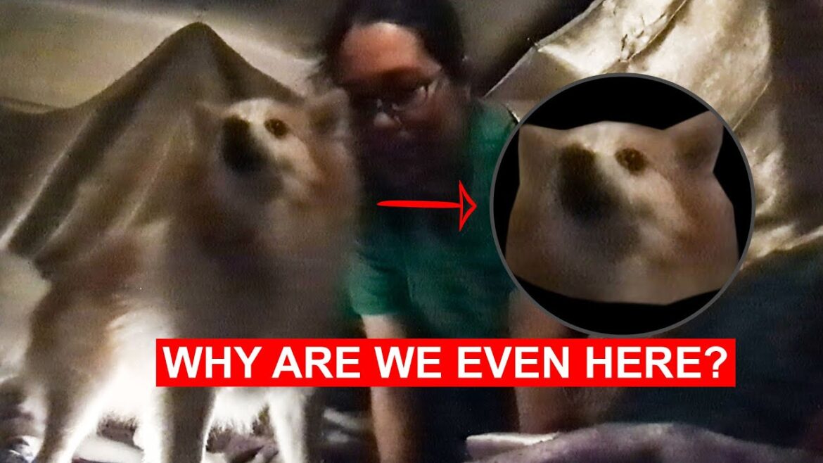 Why Car Camping with a Geriatric Dog is Miserable | OKINAWA, JAPAN Why Car Camping with a Geriatric Dog is Miserable | OKINAWA, JAPAN