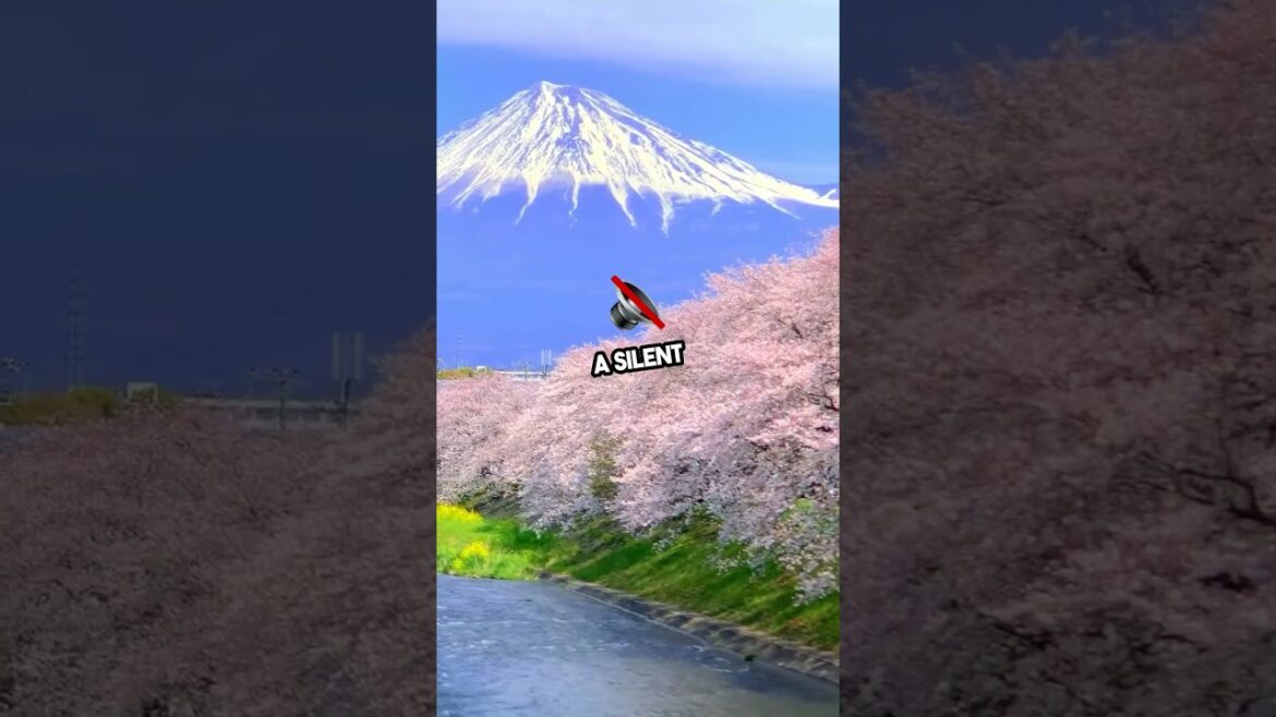 Discovering the Beauty of Mount Fuji Cherry Blossoms #discoverjapan #japan #japantravel