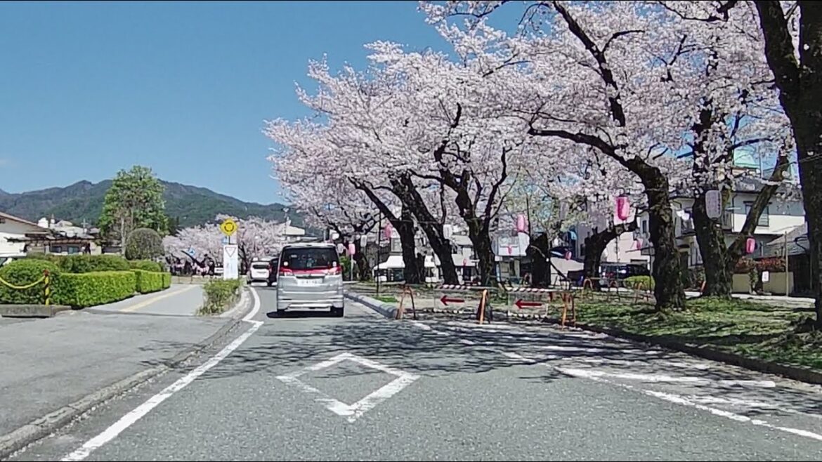 IIDA CITY Driving Tour -a street lined with sakura trees- | 飯田の桜並木【ドライブ動画】
