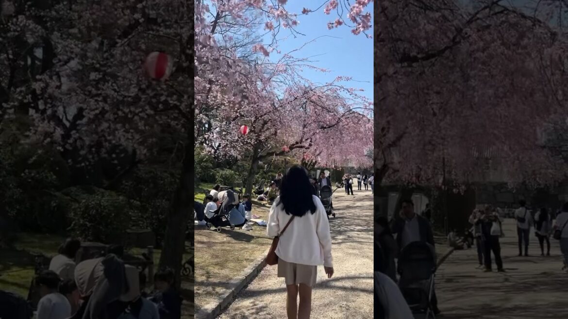 Kyoto & Nagoya mini vlog 🌸🍃🏯 | On Jerra’s List #travel #japan #shorts