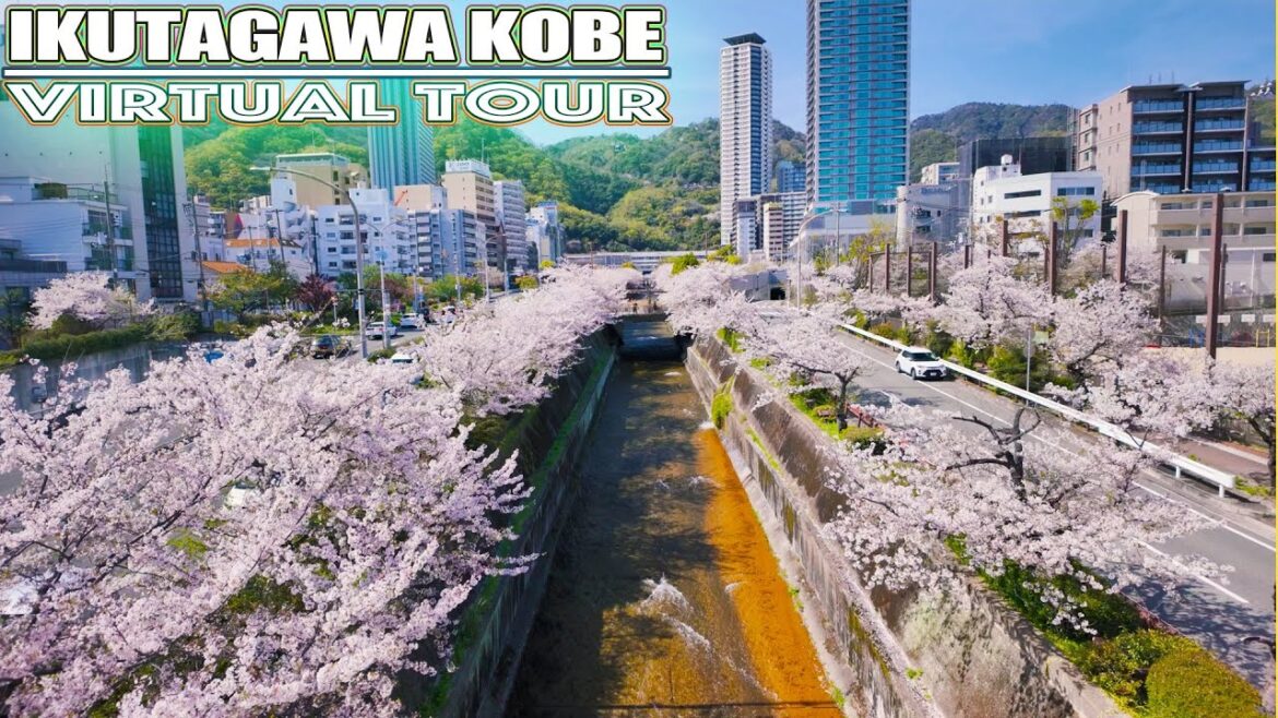 Custom of drinking alcohol with flowers.Virtual Travel Tour:Japan.満開桜:生田川,神戸花街道 Custom of drinking alcohol with flowers.Virtual Travel Tour:Japan.満開桜:生田川,神戸花街道