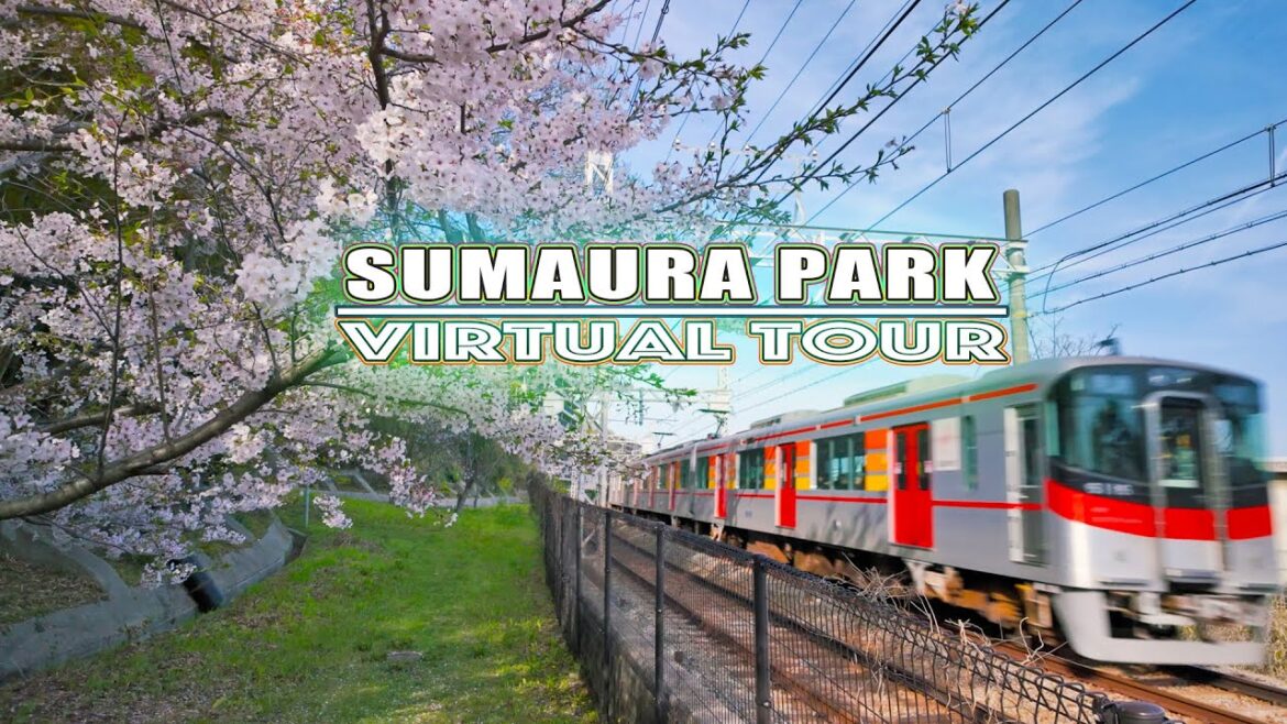 Golden set of train, sea and flowers.Virtual Travel Tour:Japan.桜:須磨浦公園:神戸 Golden set of train, sea and flowers.Virtual Travel Tour:Japan.桜:須磨浦公園:神戸