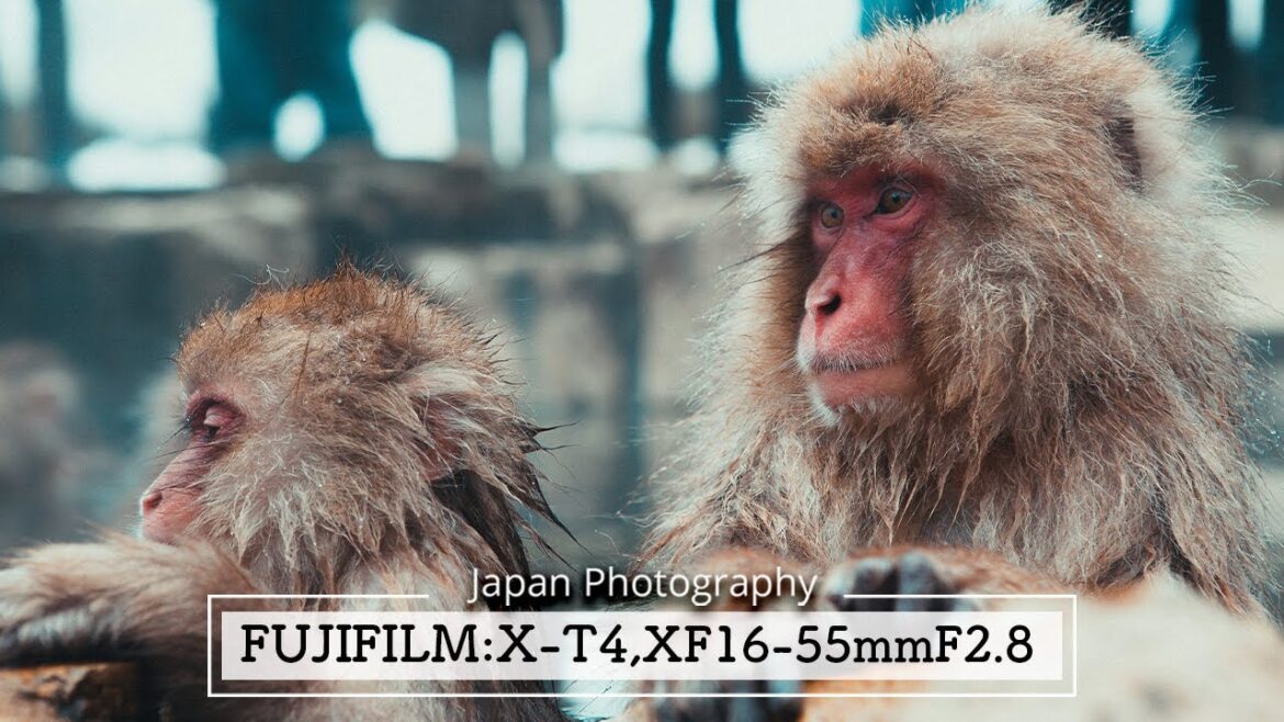 Japan Street Photography in kobe – Fujifilm X-T4 + XF16-55mmF2.8 R LM WR (Vol.39) Japan Street Photography in kobe - Fujifilm X-T4 + XF16-55mmF2.8 R LM WR (Vol.39)