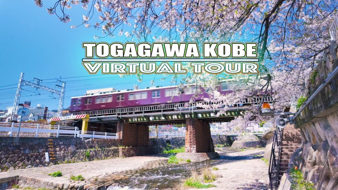 Custom of drinking alcohol with flowers outside.Virtual Travel Tour.満開桜:都賀川,神戸