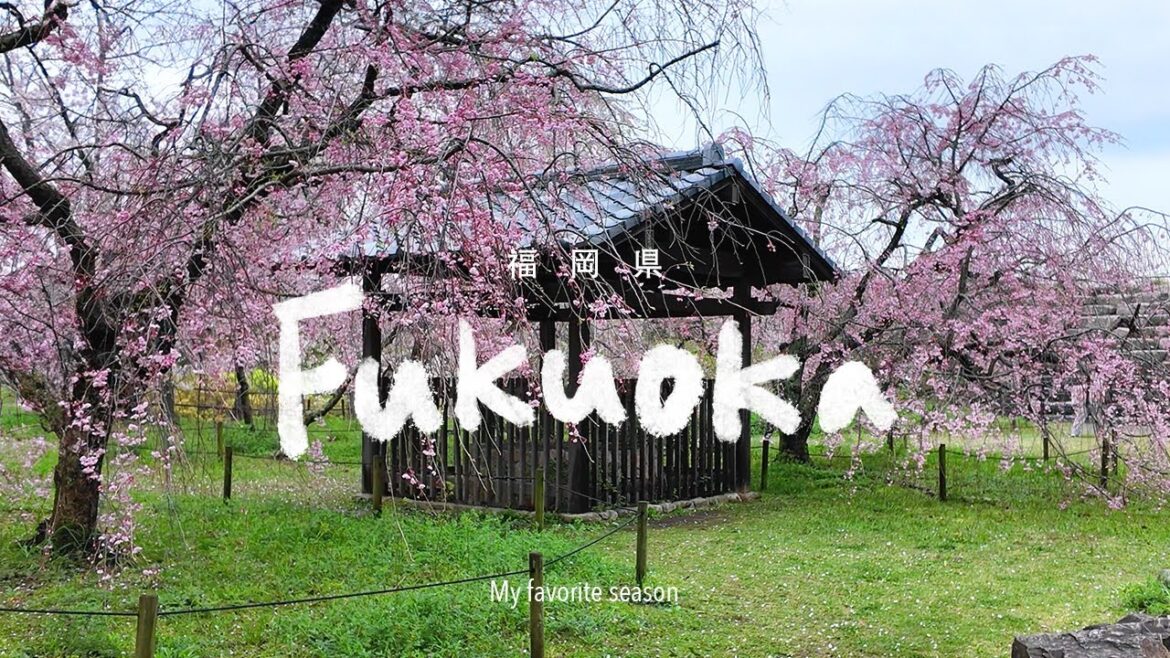 🇯🇵 후쿠오카 벚꽃 투어 | 후쿠오카 🌸 맛집 오호리 마이즈루 공원 니시공원 우미노나카미치 🇯🇵 후쿠오카 벚꽃 투어 | 후쿠오카 🌸 맛집 오호리 마이즈루 공원 니시공원 우미노나카미치