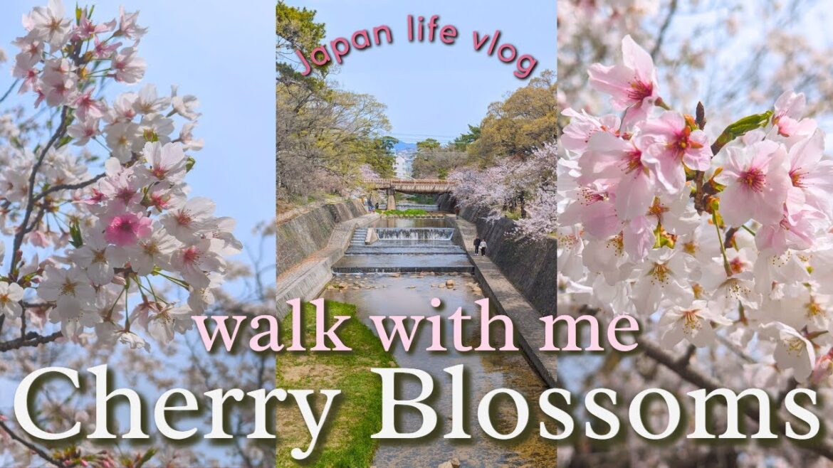 Full blooming cherry blossoms in beautiful Nishinomiya river Full blooming cherry blossoms in beautiful Nishinomiya river