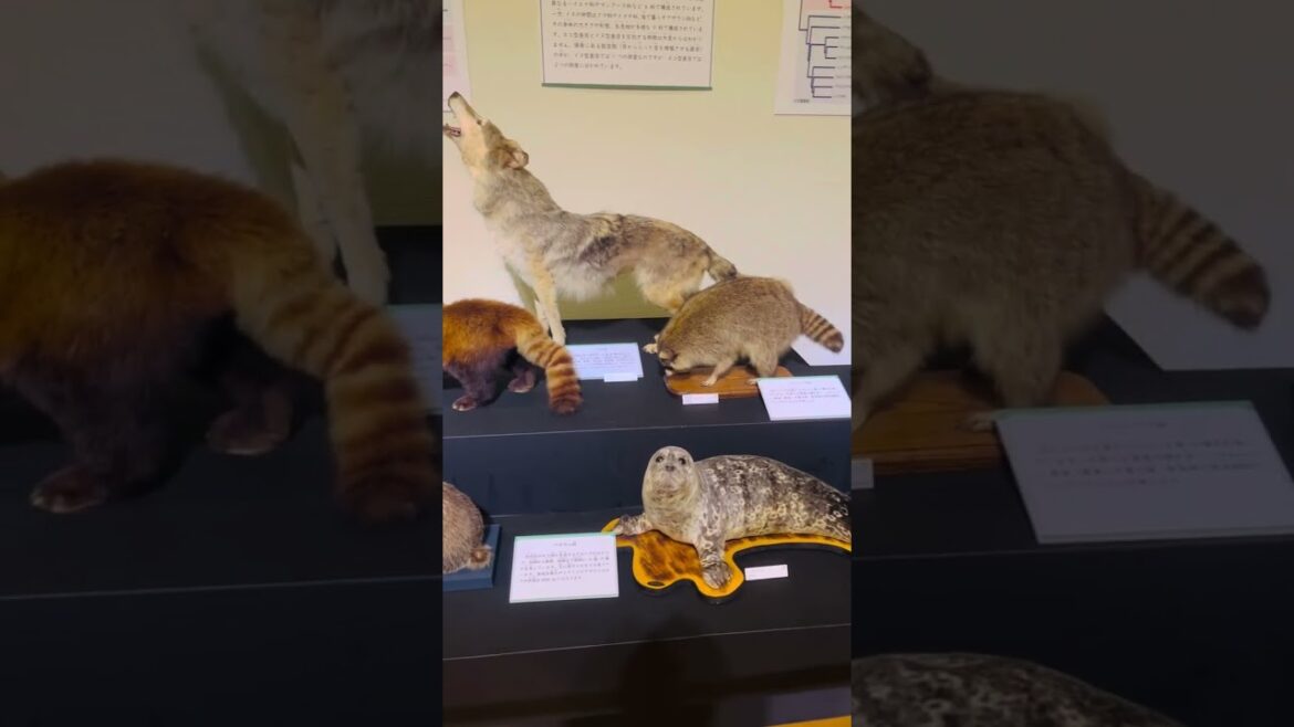 Traveling to Kitakyushu