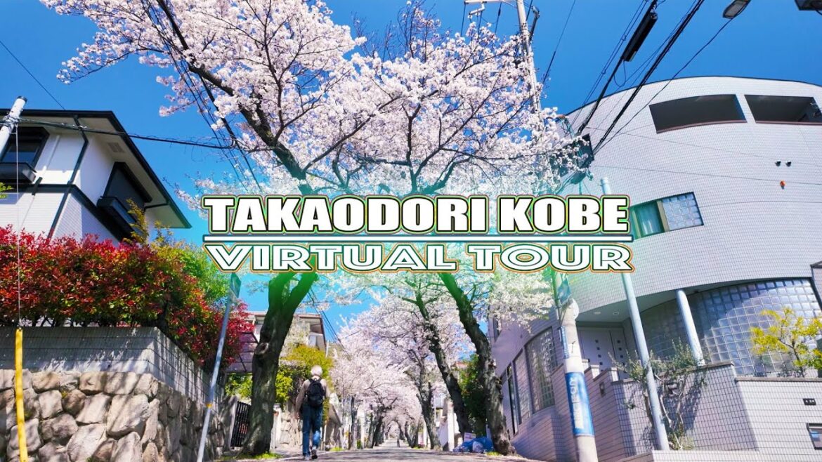Full bloom Cherry blossom tunnel on Takao-dori. Kobe,Japan.満開:高尾通:桜のトンネル:神戸 Full bloom Cherry blossom tunnel on Takao-dori. Kobe,Japan.満開:高尾通:桜のトンネル:神戸