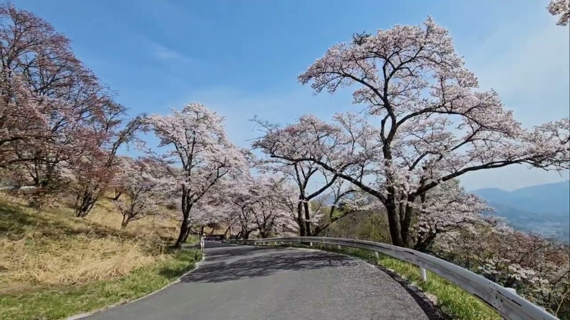 Sakura • Minoyama Park • Chichibu • Saitama • April 2024