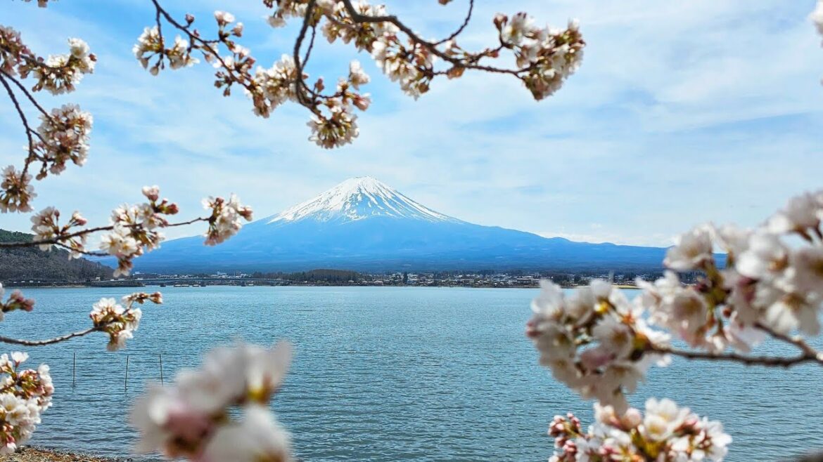 Live Japan Mt. Fuji 🌸Sakura🌸 Walk – Exploring Cherry Blossom spots around Lake Kawaguchiko Live Japan Mt. Fuji 🌸Sakura🌸 Walk - Exploring Cherry Blossom spots around Lake Kawaguchiko