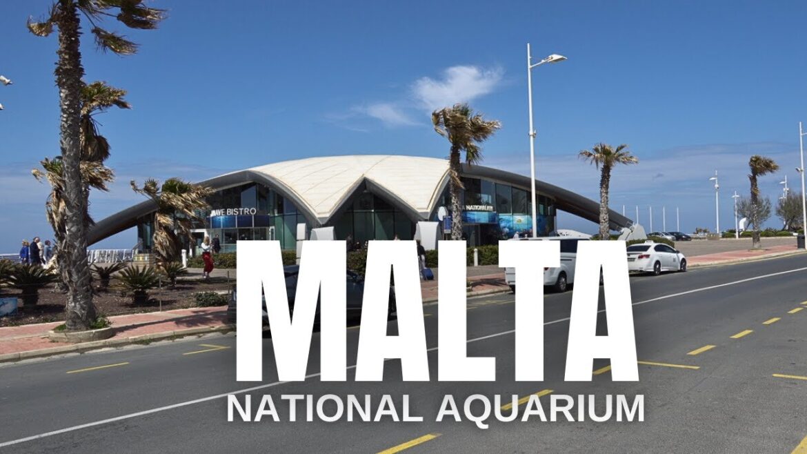 The Malta National Aquarium is A Must-Visit in Malta ๐ฒ๐น The Malta National Aquarium is A Must-Visit in Malta ๐ฒ๐น