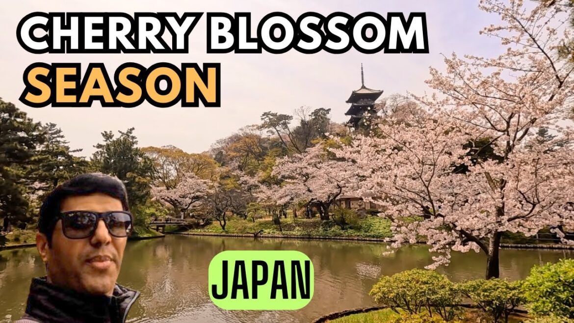 Sankeien Garden: Capturing Cherry Blossom Magic in Japan | Yokohama