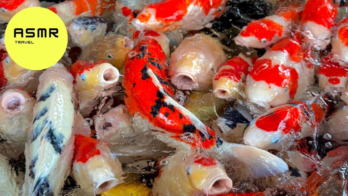 Traveling Japan’s BEST Koi Fish Park๐ and eating CRAZY RAMEN ๐| Tokyo – Niigata Traveling Japan's BEST Koi Fish Park๐ and eating CRAZY RAMEN ๐| Tokyo - Niigata