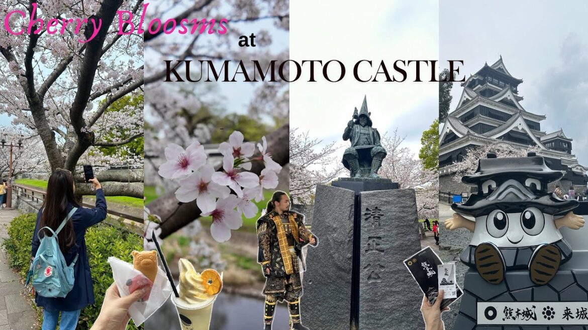 JAPAN VLOG 🌸: cherry blossoms at kumamoto castle, Sakuranobaba josaien, kumamon and kumamoto tram