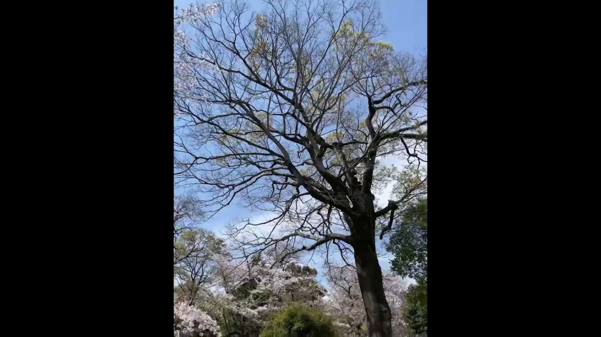 【JAPAN】Must-See Tourist Attraction - Himeji Castle