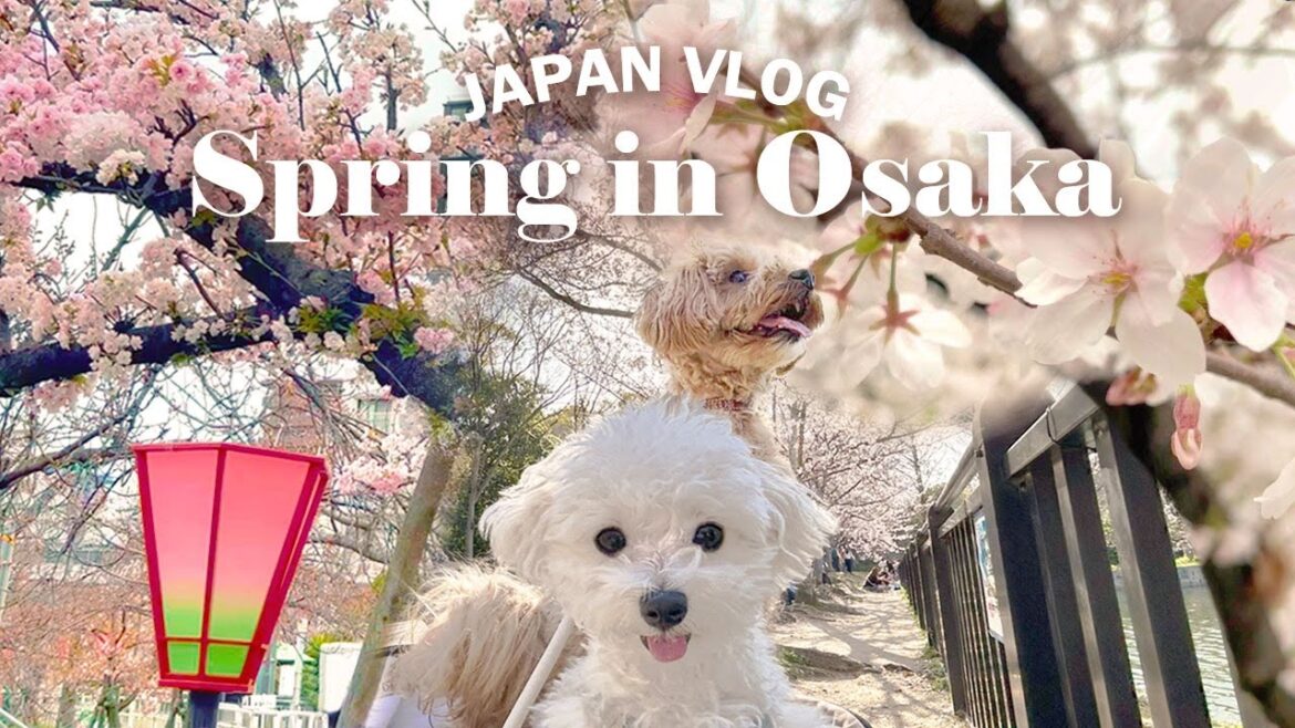 Spring in Osaka🌸| A week of cherry blossoms, osaka castle park with my dog, cafe hopping|JAPAN VLOG