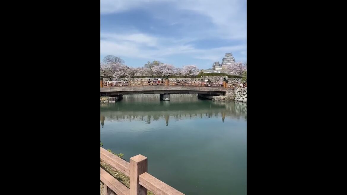 【JAPAN】Must-See Tourist Attraction with Sakura - Himeji Castle