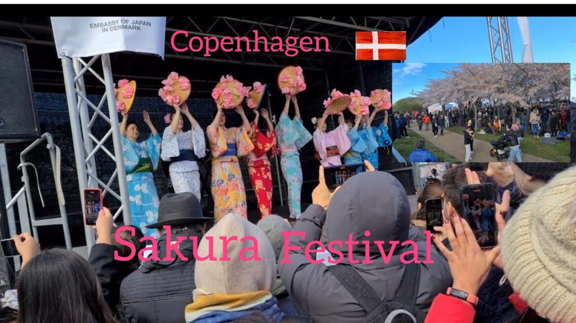 Copenhagen Sakura Festival 2024🇩🇰🌸|Japan|Cherry Blossom|#denmark#copenhagen#sakura#travel#festival