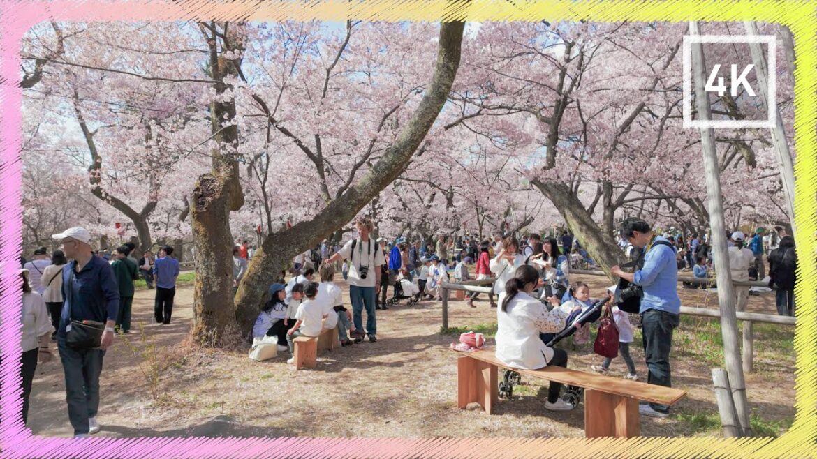 TAKATO CASTLE SITE PARK on Cherry blossoms festival | Walking tour | Ina, Nagano