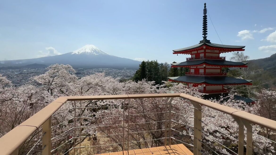 [Mt.FUJI] Arakurayama Sengen Park Cherry blossoms Mt. Fuji (Fujiyoshida) Japan Travel Guide