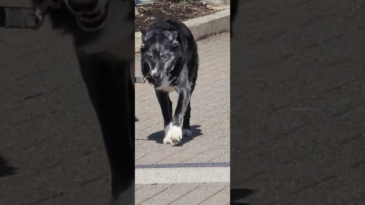 shepherd is heading to the husky and akita party