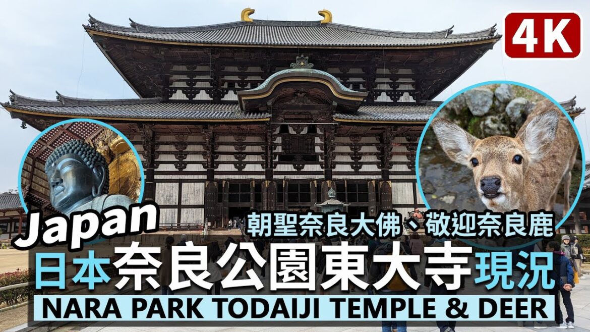 Japan/日本奈良公園、奈良東大寺餵鹿趣 Nara Park Todaiji Temple 奈良國立博物館滿滿奈良鹿、冰室神社供奉冰塊?Feeding the Nara deer/日本旅行 Walk Japan/日本奈良公園、奈良東大寺餵鹿趣 Nara Park Todaiji Temple 奈良國立博物館滿滿奈良鹿、冰室神社供奉冰塊?Feeding the Nara deer/日本旅行 Walk