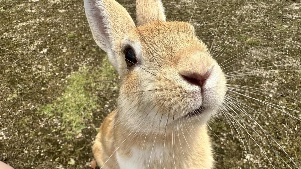 Visiting Rabbit Island in Hiroshima! Visiting Rabbit Island in Hiroshima!