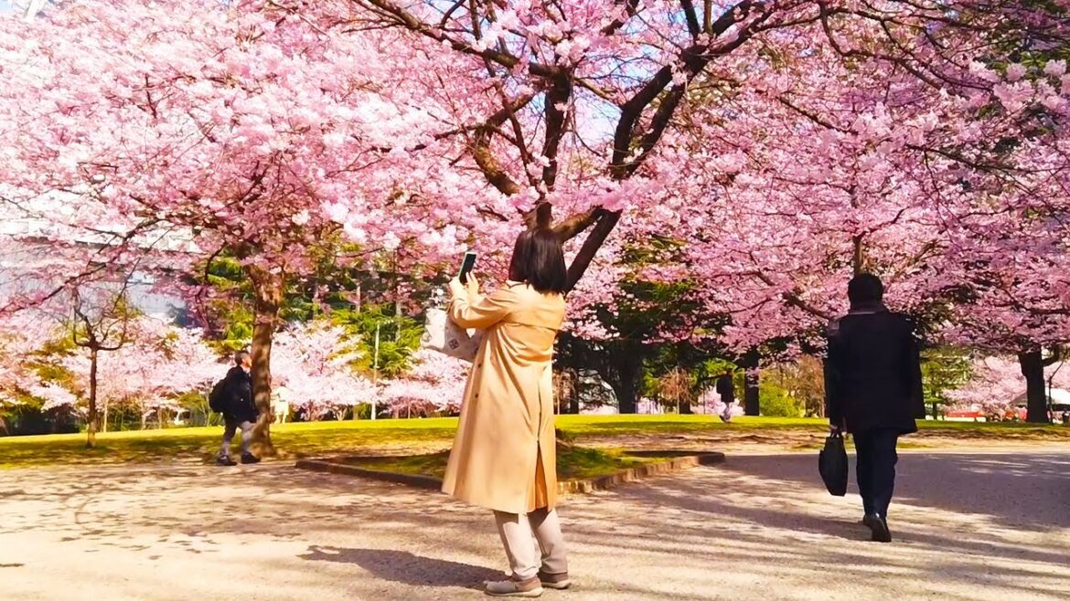 Miyagi Walk - Scenery of Sendai cityscape and cherry blossoms - Apr. 2024