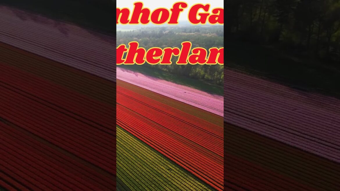 Exploring the Beauty of Keukenh of Gardens, Netherlands