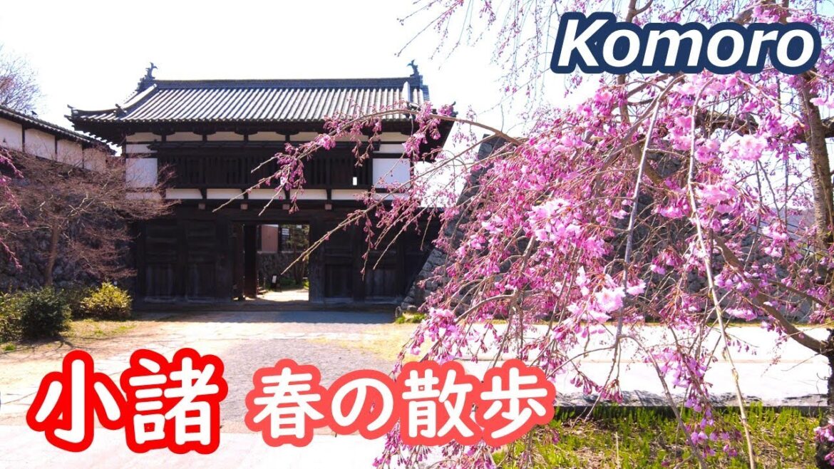 小諸市を散歩 北国街道の小諸宿を歩き、小諸城跡 懐古園で花見を楽しむ KOMORO NAGANO Japan|シニア・長野移住ライフ|田舎暮らし vlog 121 小諸市を散歩 北国街道の小諸宿を歩き、小諸城跡 懐古園で花見を楽しむ KOMORO NAGANO Japan|シニア・長野移住ライフ|田舎暮らし vlog 121